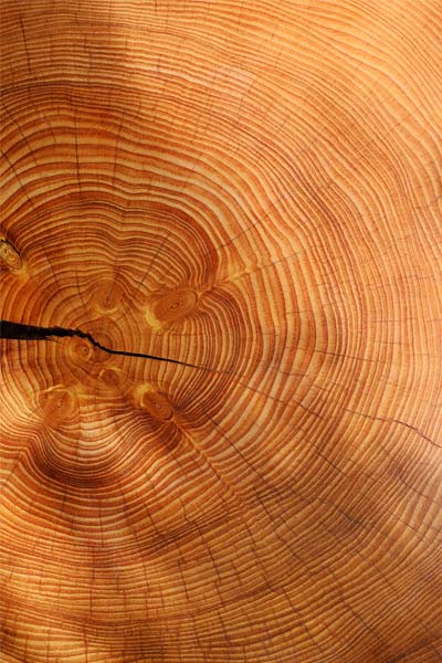 objednanie dreva od Píla - Pali